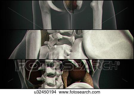 Picture - Human vertebrae. Fotosearch