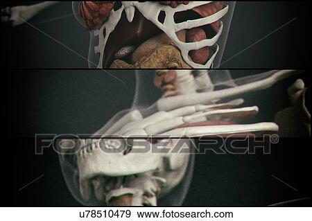 Stock Photo - Human vertebrae. Fotosearch