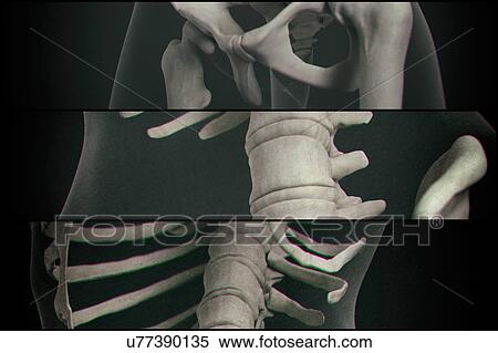 Human vertebrae View Large Photo Image Stock Photography - Human vertebrae. Fotosearch