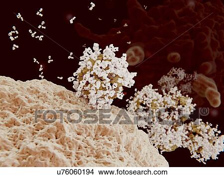 Picture - Immune response to a virus, illustration. Fotosearch