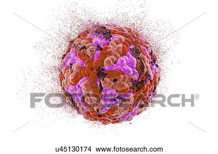 Interferon gamma molecule View Large Photo Image Picture - Interferon gamma molecule. Fotosearch