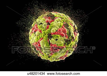Interferon gamma molecule View Large Photo Image Picture - Interferon gamma molecule. Fotosearch