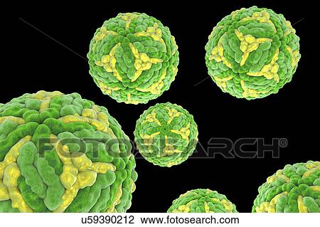 Stock Image - Japanese encephalitis virus, illustration. Fotosearch