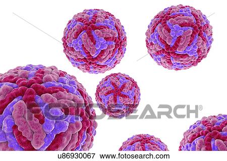 Japanese encephalitis virus, illustration View Large Photo Image Stock Photo - Japanese encephalitis virus, illustration. Fotosearch