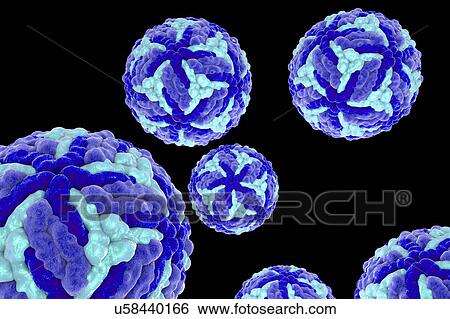 Stock Photograph - Japanese encephalitis virus, illustration. Fotosearch