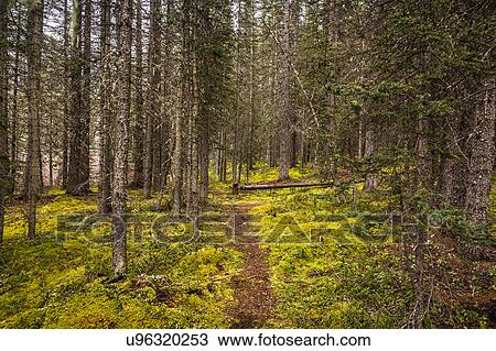 Stock Image - Kananaskis Country, Bow Valley Provincial Park, Kananaskis, Alberta, Canada. Fotosearch