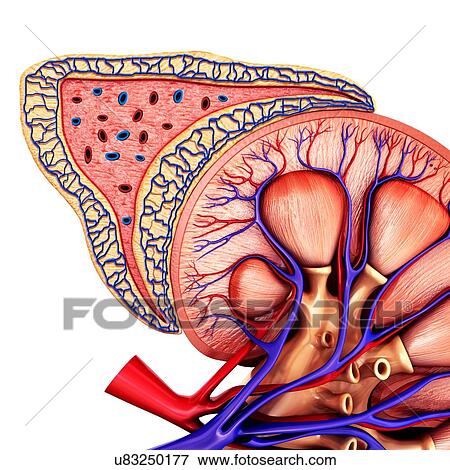 Stock Photo - Kidney and adrenal gland anatomy, illustration. Fotosearch