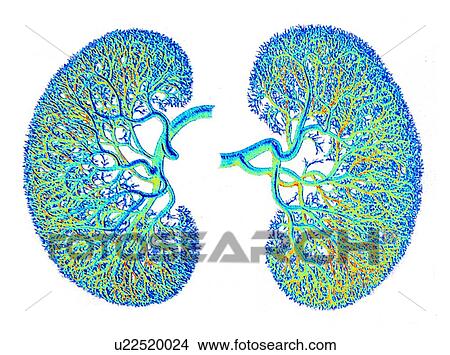 Picture - Kidneys, blood suply, artwork. Fotosearch