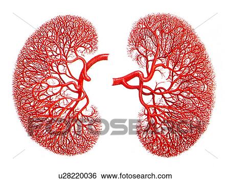 Stock Photograph - Kidneys, blood suply, artwork. Fotosearch