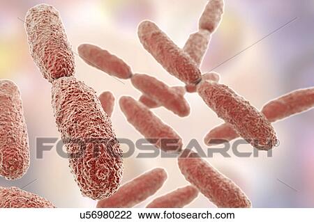 Stock Image - Klebsiella pneumoniae bacteria, illustration. Fotosearch