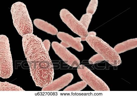 Klebsiella pneumoniae bacteria, illustration View Large Photo Image Stock Image - Klebsiella pneumoniae bacteria, illustration. Fotosearch