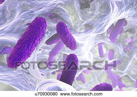 Klebsiella pneumoniae bacteria, illustration View Large Photo Image Stock Image - Klebsiella pneumoniae bacteria, illustration. Fotosearch