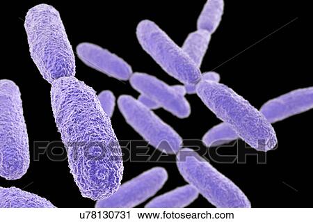 Stock Image - Klebsiella pneumoniae bacteria, illustration. Fotosearch