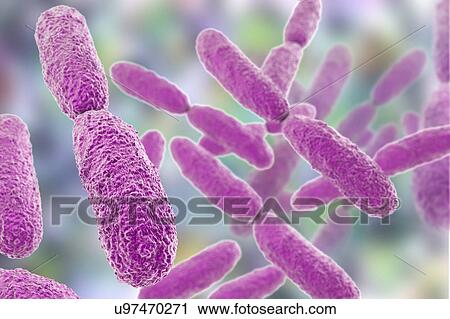 Stock Image - Klebsiella pneumoniae bacteria, illustration. Fotosearch