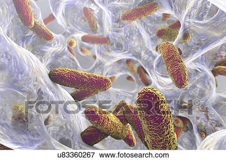 Klebsiella pneumoniae bacteria, illustration View Large Photo Image Stock Photo - Klebsiella pneumoniae bacteria, illustration. Fotosearch