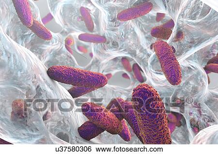 Stock Photograph - Klebsiella pneumoniae bacteria, illustration. Fotosearch