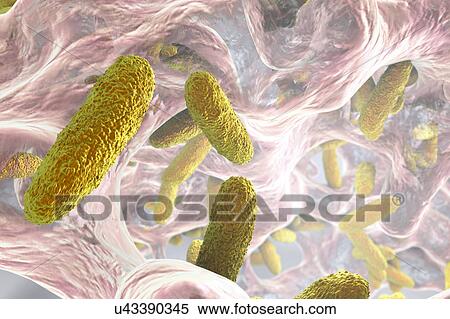 Klebsiella pneumoniae bacteria, illustration View Large Photo Image Stock Photography - Klebsiella pneumoniae bacteria, illustration. Fotosearch