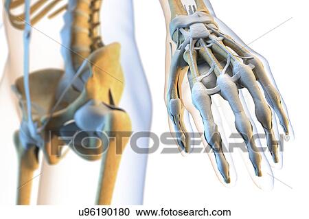 Stock Image - Ligaments of the human hand. Fotosearch
