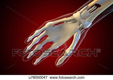 Ligaments of the human hand View Large Photo Image Stock Photo - Ligaments of the human hand. Fotosearch
