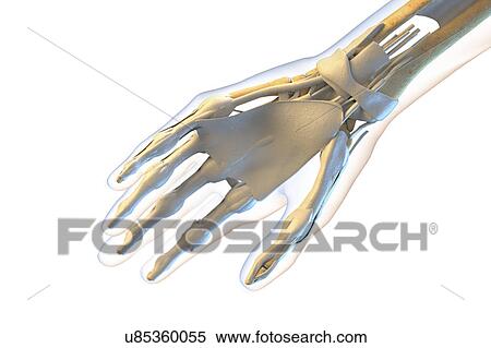 Ligaments of the human hand View Large Photo Image Stock Photography - Ligaments of the human hand. Fotosearch