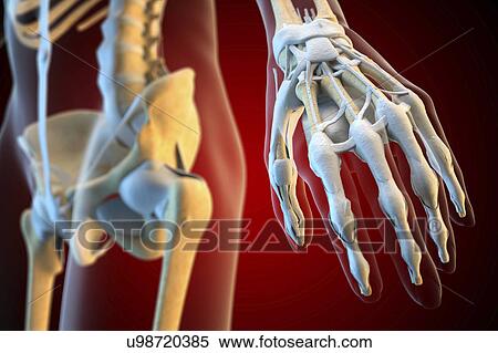 Ligaments of the human hand View Large Photo Image Stock Photography - Ligaments of the human hand. Fotosearch
