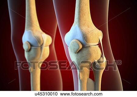 Ligaments of the human knee View Large Photo Image Stock Image - Ligaments of the human knee. Fotosearch