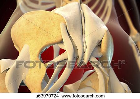 Picture - Ligaments of the human pelvis. Fotosearch