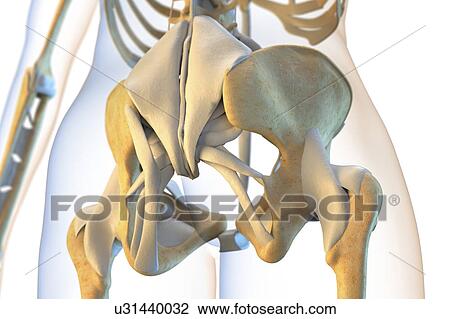 Stock Image - Ligaments of the human pelvis. Fotosearch
