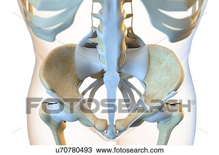 Stock Image - Ligaments of the human pelvis. Fotosearch
