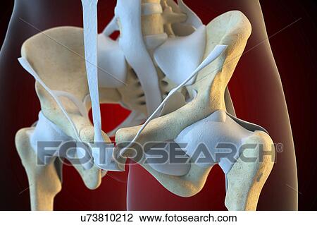 Ligaments of the human pelvis View Large Photo Image Stock Image - Ligaments of the human pelvis. Fotosearch