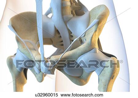 Stock Photography - Ligaments of the human pelvis. Fotosearch