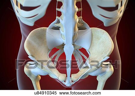 Stock Photography - Ligaments of the human pelvis. Fotosearch