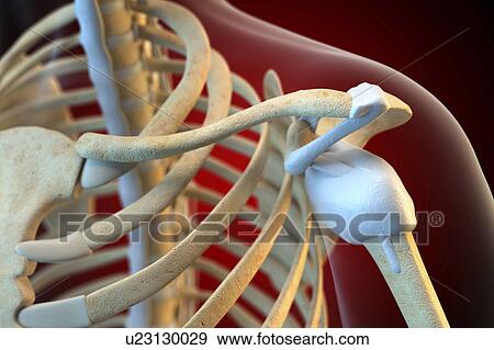 Stock Photo - Ligaments of the human shoulder. Fotosearch