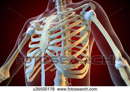 Stock Photo - Ligaments of the human thorax. Fotosearch
