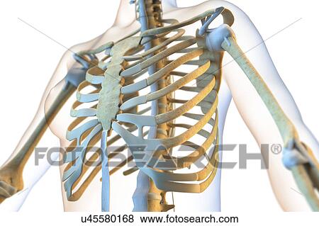 Ligaments of the human thorax View Large Photo Image Stock Photo - Ligaments of the human thorax. Fotosearch