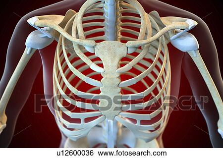 Stock Photograph - Ligaments of the human thorax. Fotosearch