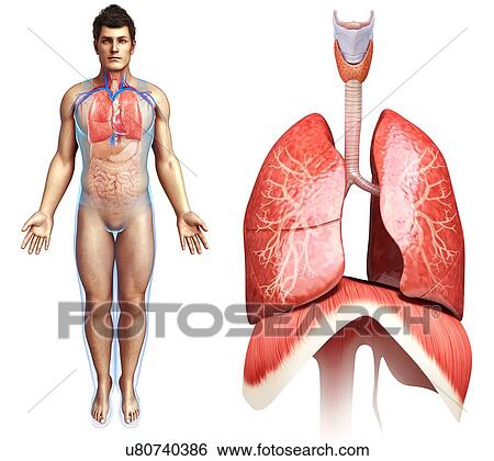 Stock Photograph - Lung and diaphragm anatomy, illustration. Fotosearch