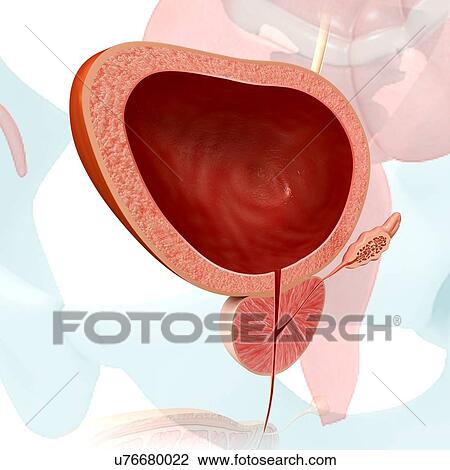 Male bladder anatomy, illustration View Large Photo Image Stock Image - Male bladder anatomy, illustration. Fotosearch