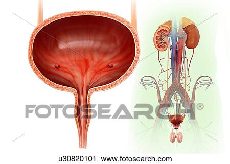 Male bladder and urinary system, illustration View Large Photo Image Stock Image - Male bladder and urinary system, illustration. Fotosearch
