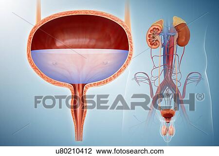 Male bladder and urinary system, illustration View Large Photo Image Stock Image - Male bladder and urinary system, illustration. Fotosearch