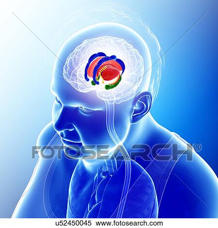 Stock Photography - Male brain structures, illustration. Fotosearch