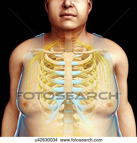 Picture - Male chest anatomy, illustration. Fotosearch
