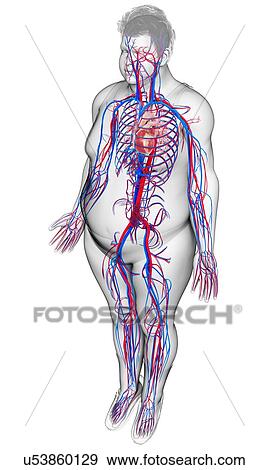 Male circulatory system, illustration View Large Photo Image Stock Photo - Male circulatory system, illustration. Fotosearch