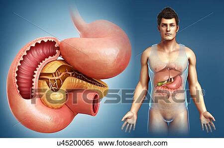 Male digestive system, illustration View Large Photo Image Stock Photography - Male digestive system, illustration. Fotosearch