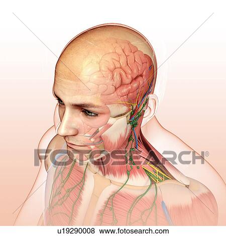 Stock Photo - Male head and chest anatomy, illustration. Fotosearch