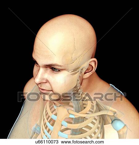 Male head and chest bones, illustration View Large Photo Image Stock Image - Male head and chest bones, illustration. Fotosearch