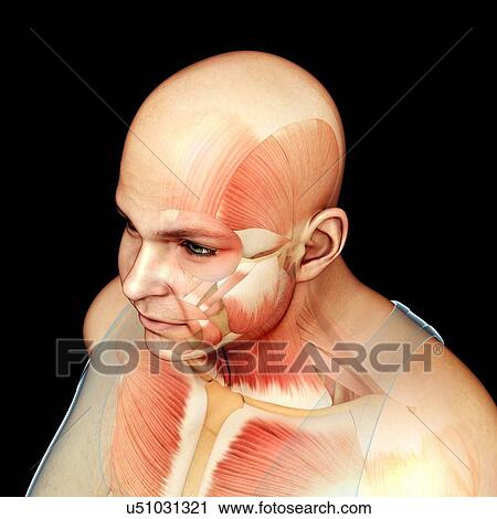 Male head and chest musculature, illustration View Large Photo Image Stock Image - Male head and chest musculature, illustration. Fotosearch