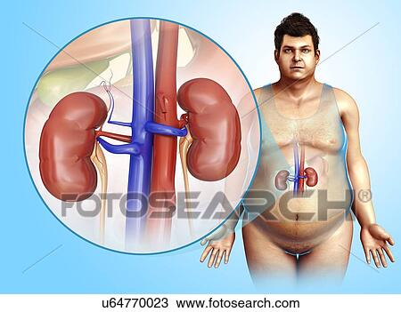 Male kidneys, illustration View Large Photo Image Stock Image - Male kidneys, illustration. Fotosearch
