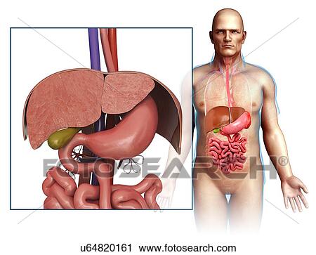 Male liver and stomach anatomy, illustration View Large Photo Image Stock Image - Male liver and stomach anatomy, illustration. Fotosearch