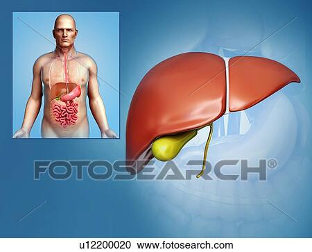 Male liver, illustration View Large Photo Image Stock Image - Male liver, illustration. Fotosearch